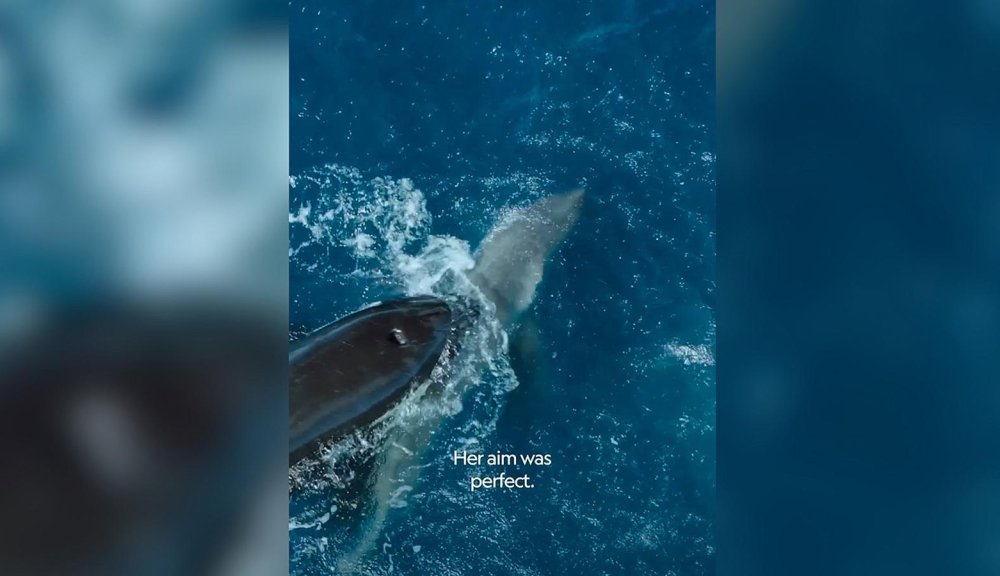 Impactante: Orca devora a tiburón blanco en Sudáfrica