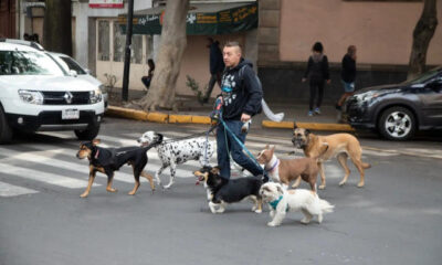 Nuevo Requisito Legal en Ciudad de México: Registro Obligatorio de Mascotas