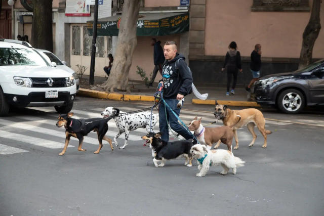 Nuevo Requisito Legal en Ciudad de México: Registro Obligatorio de Mascotas