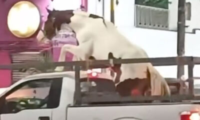 Caballo descontrolado genera caos en las calles de Guadalupe, Nuevo León