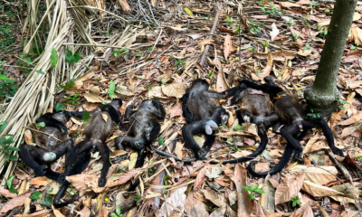 Alarma por muertes de monos aulladores en México debido al calentamiento global