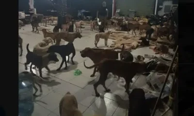 Rescate de Animales en Refugio "Cachorrilandia" durante Huracán Beryl