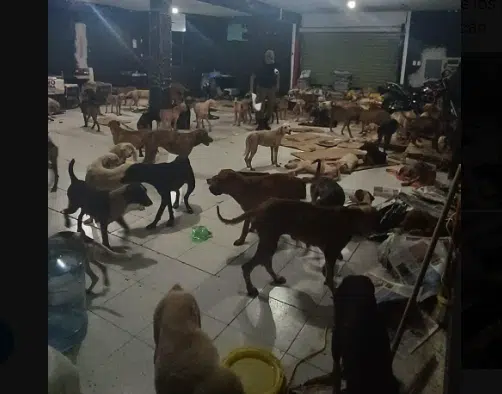 Rescate de Animales en Refugio "Cachorrilandia" durante Huracán Beryl