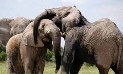 Namibia Sacrificará 723 Animales para Combatir la Inseguridad Alimentaria por la Sequía de ‘El Niño’