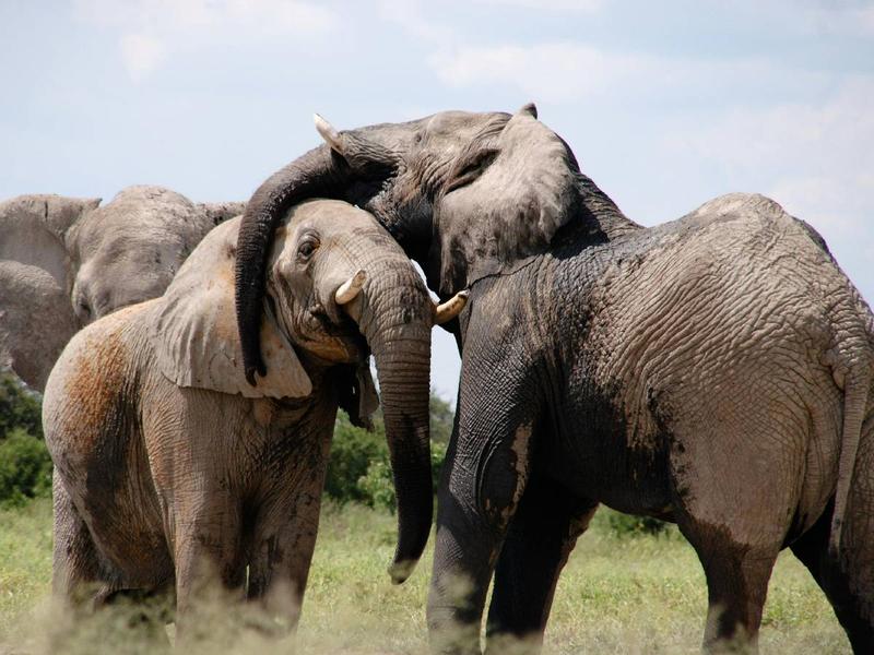 Namibia Sacrificará 723 Animales para Combatir la Inseguridad Alimentaria por la Sequía de ‘El Niño’