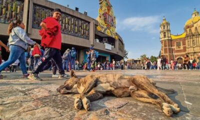 Preocupación por abandono de perros durante peregrinaciones a la Basílica de Guadalupe